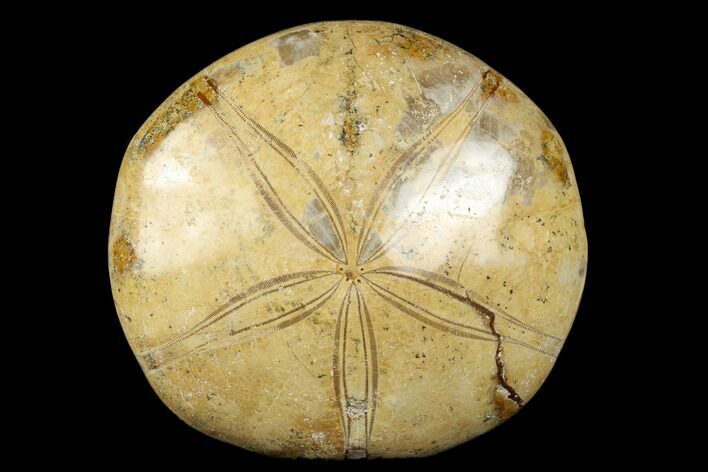 Polished Fossil Sand Dollar (Mepygurus) - Jurassic #176507